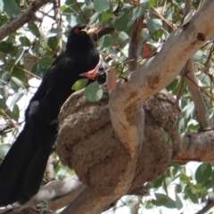 Corcorax melanorhamphos (White-winged Chough) at Deakin, ACT - 6 Jan 2019 by JackyF