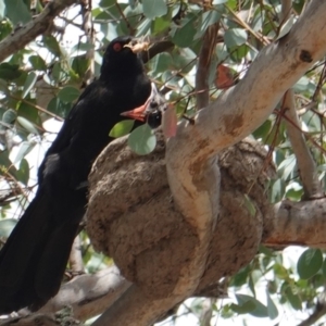 Corcorax melanorhamphos at Deakin, ACT - 6 Jan 2019 11:44 AM