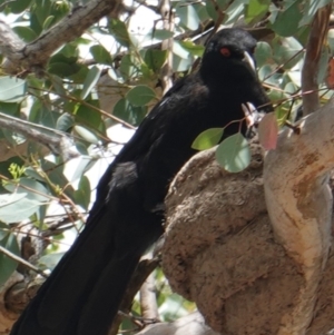 Corcorax melanorhamphos at Deakin, ACT - 6 Jan 2019 11:44 AM