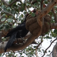 Corcorax melanorhamphos at Deakin, ACT - 6 Jan 2019 11:44 AM