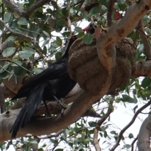 Corcorax melanorhamphos at Deakin, ACT - 6 Jan 2019 11:44 AM