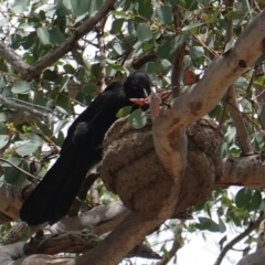 Corcorax melanorhamphos at Deakin, ACT - 6 Jan 2019 11:44 AM
