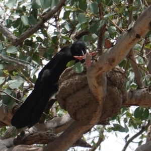 Corcorax melanorhamphos at Deakin, ACT - 6 Jan 2019 11:44 AM