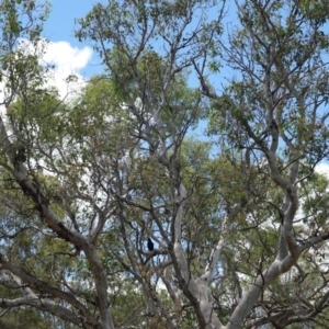 Corcorax melanorhamphos at Deakin, ACT - 6 Jan 2019 11:44 AM