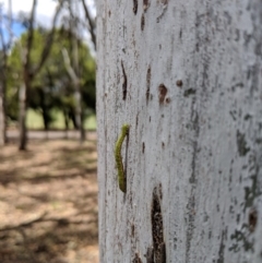 Erebidae (family) at Yarralumla, ACT - 6 Jan 2019