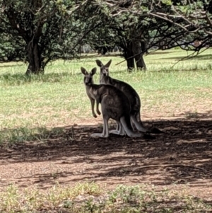 Macropus giganteus at Yarralumla, ACT - 6 Jan 2019 12:06 PM