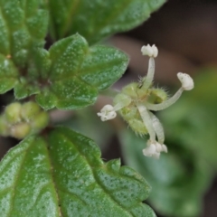 Australina pusilla subsp. muelleri (Small Shade Nettle) at Cotter River, ACT - 26 Nov 2018 by KenT