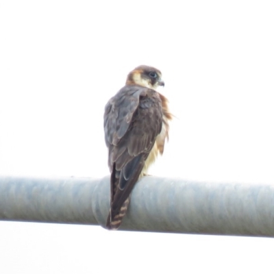 Falco longipennis (Australian Hobby) at Hume, ACT - 6 Jan 2019 by KumikoCallaway