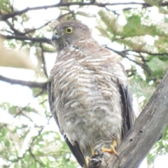 Accipiter cirrocephalus (Collared Sparrowhawk) at Campbell, ACT - 5 Jan 2019 by KumikoCallaway