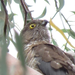 Tachyspiza cirrocephala at Campbell, ACT - 6 Jan 2019