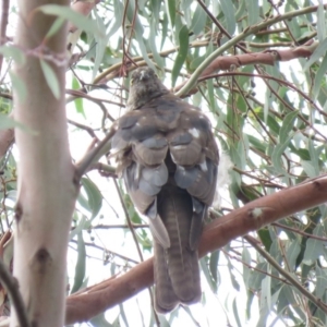 Tachyspiza cirrocephala at Campbell, ACT - 6 Jan 2019