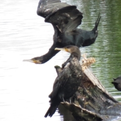 Phalacrocorax carbo (Great Cormorant) at Fyshwick, ACT - 6 Jan 2019 by KumikoCallaway