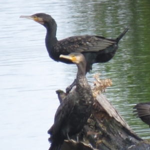 Phalacrocorax carbo at Fyshwick, ACT - 6 Jan 2019 08:10 AM