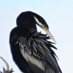 Anhinga novaehollandiae (Australasian Darter) at Campbell, ACT - 5 Jan 2019 by KumikoCallaway