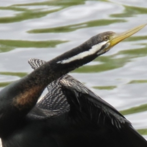 Anhinga novaehollandiae at Campbell, ACT - 6 Jan 2019