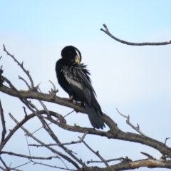 Anhinga novaehollandiae at Campbell, ACT - 6 Jan 2019