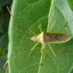 Amblypelta nitida (Fruit-spotting bug) at Kambah, ACT - 6 Jan 2019 by HarveyPerkins