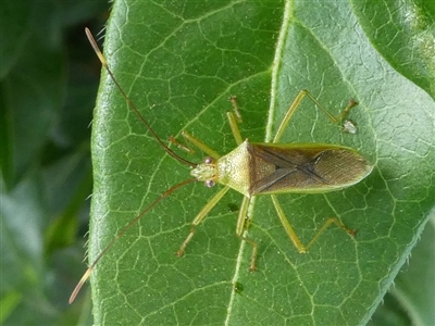 Amblypelta nitida (Fruit-spotting bug) at Kambah, ACT - 6 Jan 2019 by HarveyPerkins