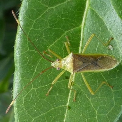 Amblypelta nitida (Fruit-spotting bug) at Kambah, ACT - 6 Jan 2019 by HarveyPerkins