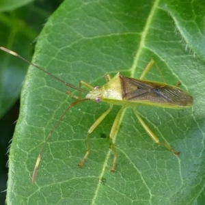 Amblypelta nitida at Kambah, ACT - 6 Jan 2019