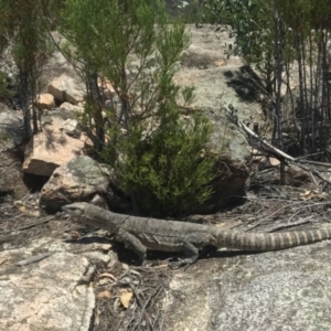 Varanus rosenbergi at Tharwa, ACT - suppressed