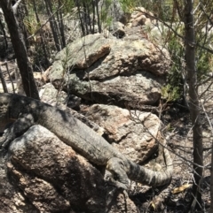 Varanus rosenbergi at Tharwa, ACT - suppressed