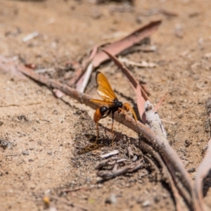 Cryptocheilus bicolor at Tennent, ACT - 6 Jan 2019 11:30 AM