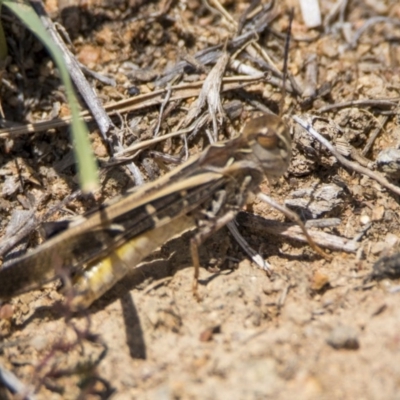 Oedaleus australis (Australian Oedaleus) at Bonython, ACT - 6 Jan 2019 by WarrenRowland