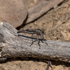 Bathypogon nigrinus at Bonython, ACT - 6 Jan 2019