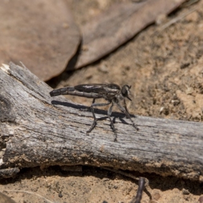 Bathypogon nigrinus (A robber fly) at Stranger Pond - 6 Jan 2019 by WarrenRowland