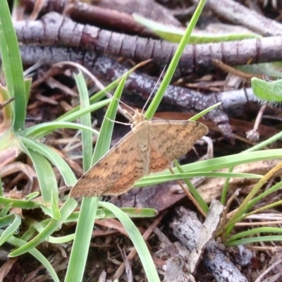 Scopula rubraria (Reddish Wave, Plantain Moth) at Dunlop, ACT - 5 Jan 2019 by KMcCue