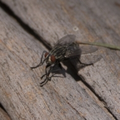 Sarcophagidae sp. (family) (Unidentified flesh fly) at Bonython, ACT - 6 Jan 2019 by WarrenRowland