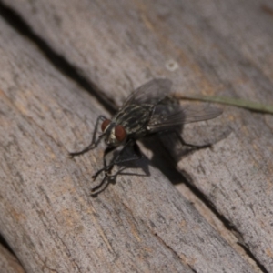 Sarcophagidae (family) at Bonython, ACT - 6 Jan 2019