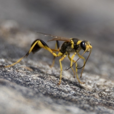 Sceliphron laetum (Common mud dauber wasp) at Stranger Pond - 6 Jan 2019 by WarrenRowland