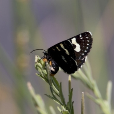 Phalaenoides tristifica (Willow-herb Day-moth) at Bonython, ACT - 6 Jan 2019 by WarrenRowland