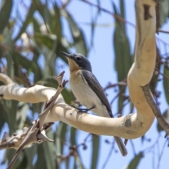 Myiagra rubecula at Bonython, ACT - 6 Jan 2019