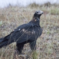 Aquila audax (Wedge-tailed Eagle) at Booth, ACT - 25 Jan 2018 by WarrenRowland