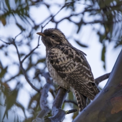 Cacomantis pallidus (Pallid Cuckoo) at Booth, ACT - 26 Jan 2018 by WarrenRowland