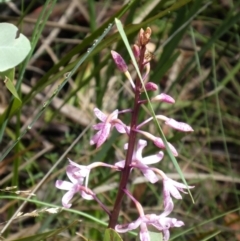 Dipodium roseum (Rosy Hyacinth Orchid) at Tennent, ACT - 6 Jan 2019 by jmcleod