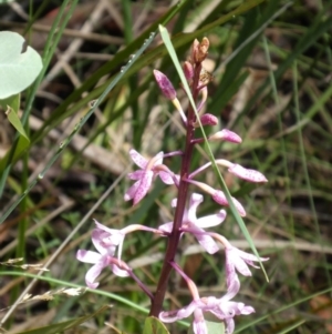 Dipodium roseum at Tennent, ACT - 6 Jan 2019