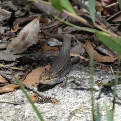 Liopholis whitii (White's Skink) at Cotter River, ACT - 6 Jan 2019 by jmcleod