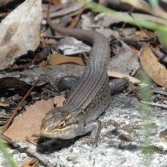 Liopholis whitii at Cotter River, ACT - 6 Jan 2019