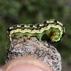 Helicoverpa (genus) (A bollworm) at Wandiyali-Environa Conservation Area - 6 Jan 2019 by Wandiyali
