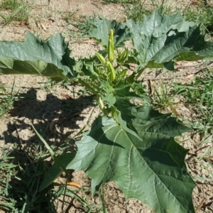 Datura stramonium at Mawson, ACT - 6 Jan 2019