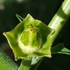 Datura stramonium at Mawson, ACT - 6 Jan 2019