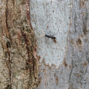 Pompilidae (family) at Yarralumla, ACT - 6 Jan 2019 12:08 PM