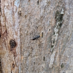 Pompilidae (family) at Yarralumla, ACT - 6 Jan 2019 12:08 PM