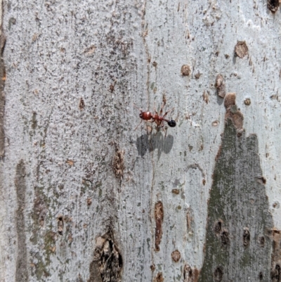 Podomyrma gratiosa (Muscleman tree ant) at Yarralumla, ACT - 6 Jan 2019 by Speedsta