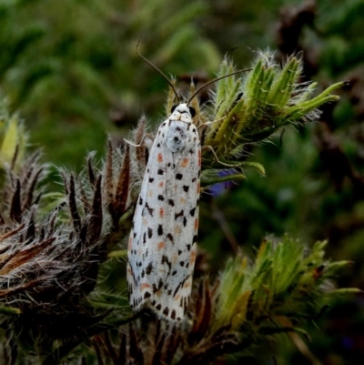 Utetheisa (genus) (A tiger moth) at Jerrabomberra, NSW - 11 Jan 2019 by Wandiyali