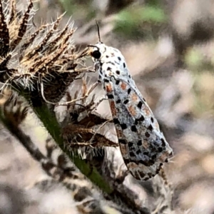 Utetheisa (genus) at Jerrabomberra, NSW - 11 Jan 2019